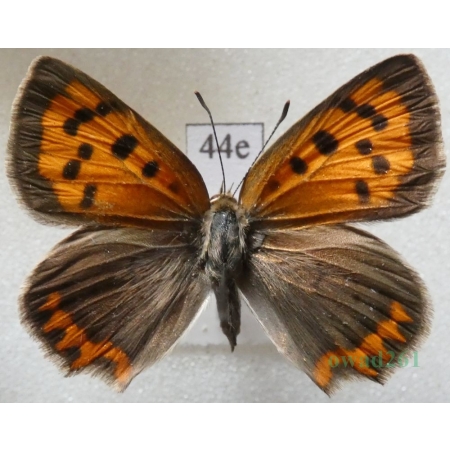 Lycaena phlaeas (Linnaeus, 1761) Czerwończyk żarek Poland44e